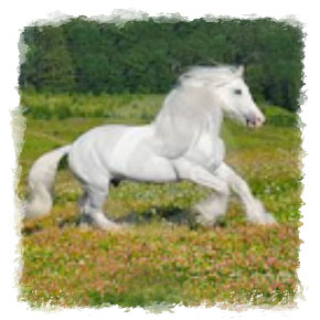 Photo d'un cheval blanc en cours d'exécution dans un pâturage