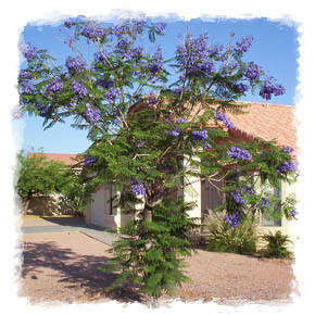 Image of a Jacanda tree